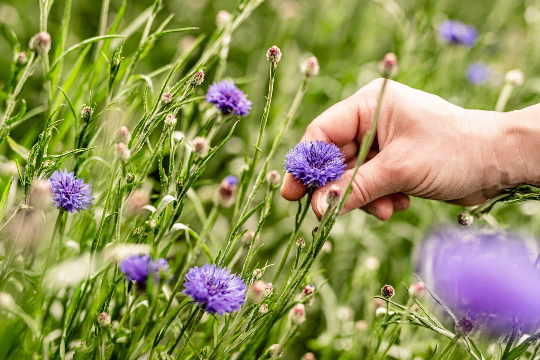 Eine Kornblume wird auf den Fasui Feldern behutsam von Hand geerntet
