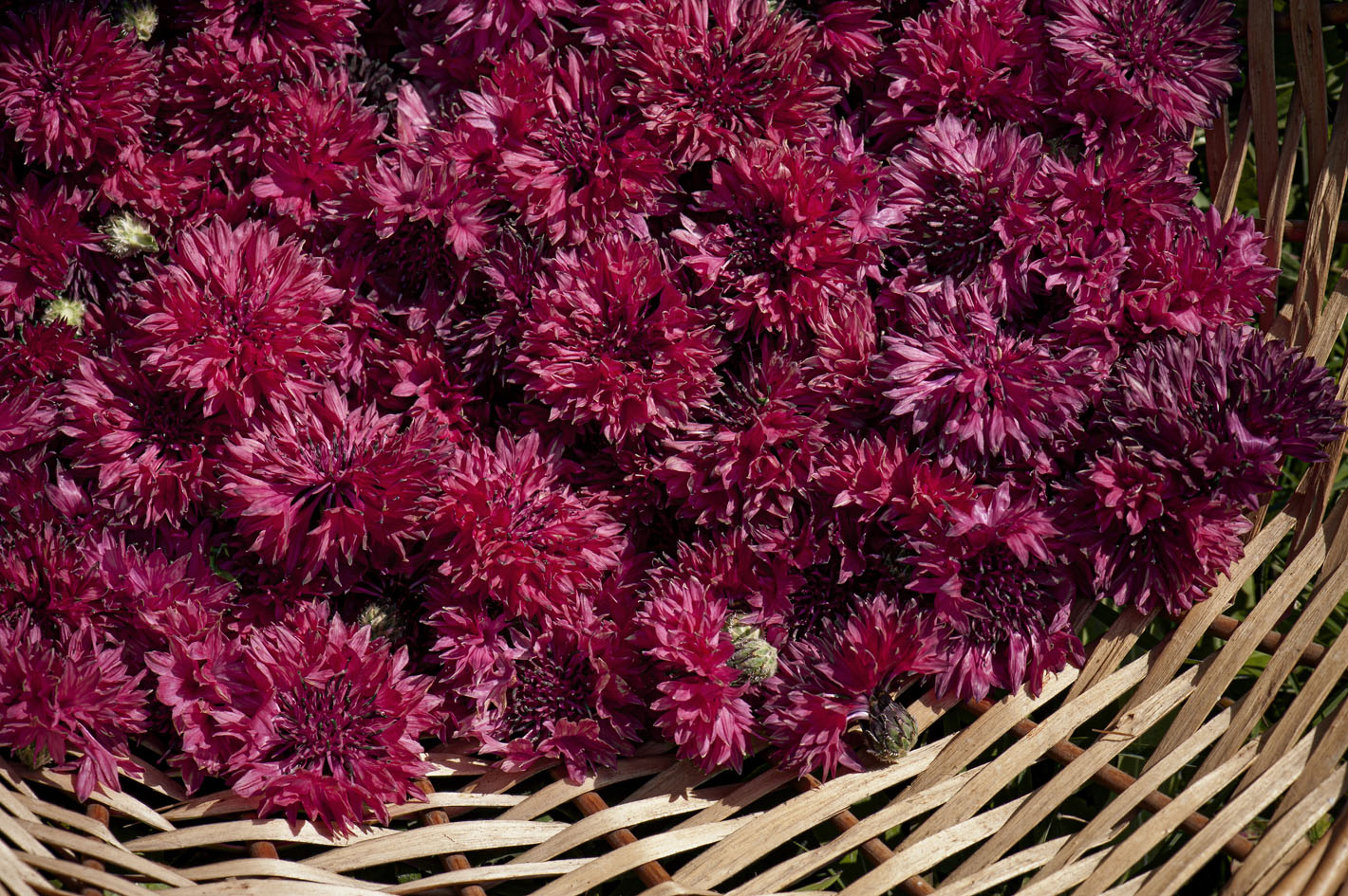 Blüten aus biologischem Anbau - Kornblumen Rot
