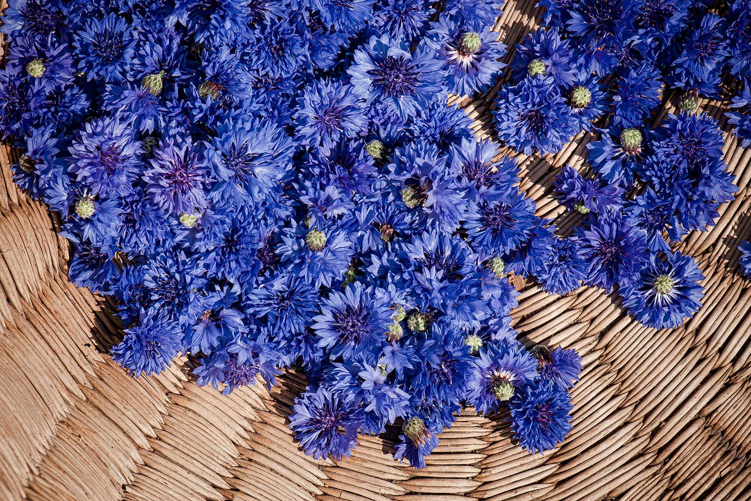 Blüten aus biologischem Anbau - handgepflückte blaue Kornblumen